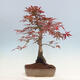 Outdoor bonsai - Acer palmatum Atropurpureum - Czerwony klon palmowy - 3/5