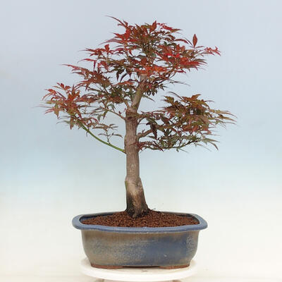 Outdoor bonsai - Acer palmatum Atropurpureum - Czerwony klon palmowy - 3