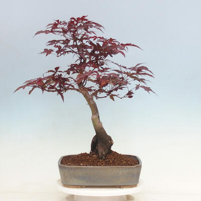 Outdoor bonsai - Acer palmatum Atropurpureum - Czerwony klon palmowy - 3
