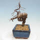 Outdoor bonsai -Larix decidua - modrzew - 3/5