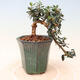 Bonsai do wnętrz - Olea europaea sylvestris - europejska oliwa drobnolistna - 3/5