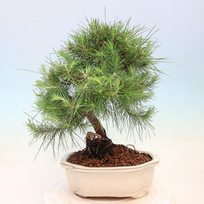 Bonsai do wnętrz-Pinus halepensis-sosna Aleppo - 3
