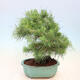 Bonsai do wnętrz-Pinus halepensis-sosna Aleppo - 3/4