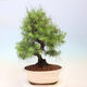 Bonsai do wnętrz-Pinus halepensis-sosna Aleppo - 3/4