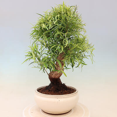 Bonsai wewnętrzne - Ficus nerifolia - figowiec drobnolistny - 3