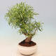 Bonsai wewnętrzne - Ficus nerifolia - figowiec drobnolistny - 3/4