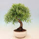 Bonsai wewnętrzne - Ficus nerifolia - figowiec drobnolistny - 3/4