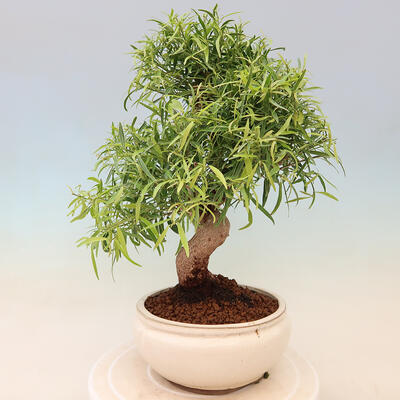 Bonsai wewnętrzne - Ficus nerifolia - figowiec drobnolistny - 3