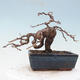 Outdoor bonsai -Larix decidua - modrzew - 3/5