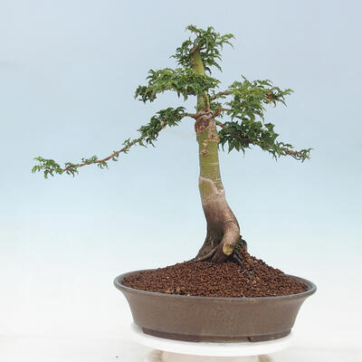 Outdoor bonsai - Acer palmatum Shishigashira - 3