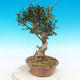 Kryte bonsai - Olea europaea sylvestris -Oliva european tiny - 3/5
