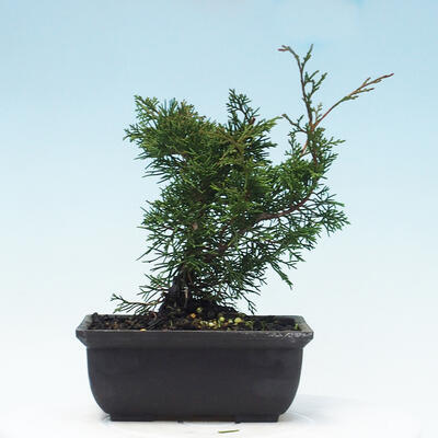 Outdoor bonsai - Juniperus chinensis Itoigawa-jałowiec chiński - 3