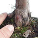 Outdoor bonsai - Taxus bacata - Cis czerwony - 3/3