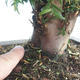 Outdoor bonsai - Taxus bacata - Cis czerwony - 3/3