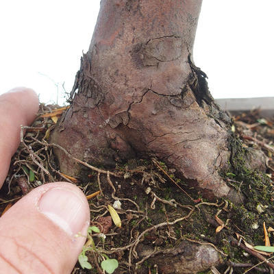 Outdoor bonsai - Taxus bacata - Cis czerwony - 3