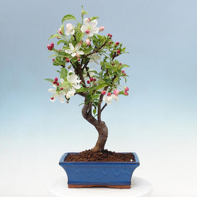 Outdoor bonsai -Malus Halliana - owocach jabłoni - 3