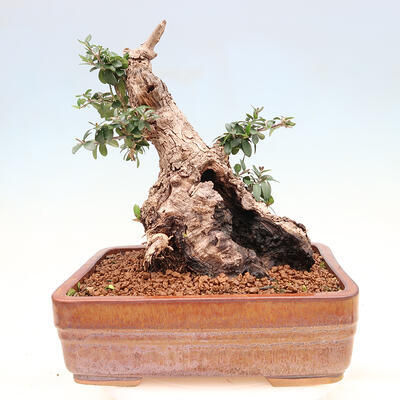 Bonsai do wnętrz - Olea europaea sylvestris - Oliwka europejska drobnolistna - 3