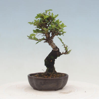 Outdoor bonsai - Zelkova - Zelkova NIRE - 3