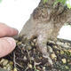 Outdoor bonsai -Carpinus CARPINOIDES - Koreański Grab - 3/3