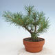 Outdoor bonsai - Pinus Sylvestris - sosna zwyczajna - 3/3