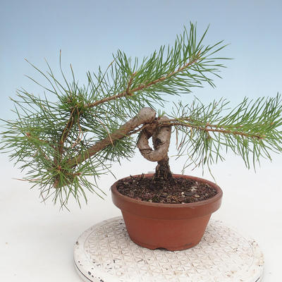 Outdoor bonsai - Pinus Sylvestris - sosna zwyczajna - 3