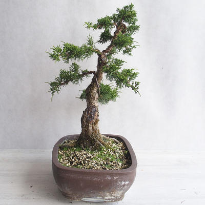 Outdoor bonsai - Juniperus chinensis - chiński jałowiec - 3