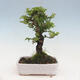 Outdoor bonsai - Zelkova - Zelkova NIRE - 3/5
