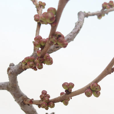 Outdoor bonsai - Chaneomeles japonica - Pigwa japońska - 3