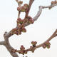 Outdoor bonsai - Chaneomeles japonica - Pigwa japońska - 3/4