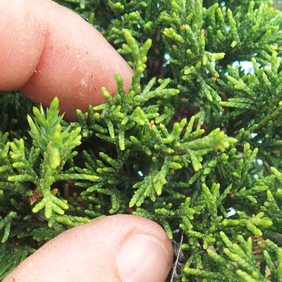 Outdoor bonsai - Juniperus chinensis Itoigava - chiński jałowiec - 3