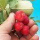 Outdoor bonsai -Malus Halliana - owocach jabłoni - 3/4