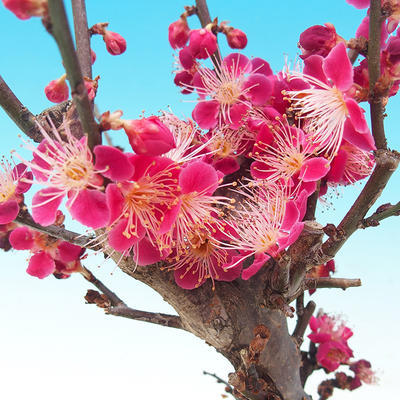Outdoor bonsai - japońska morela - Prunus Mume - 3