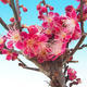 Outdoor bonsai - japońska morela - Prunus Mume - 3/6