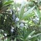 Kryty bonsai - Podocarpus - Kamienny tys - 3/7