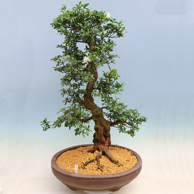 Outdoorowe bonsai - azalia japońska SATSUKI- Azalea SHUSHUI - 3
