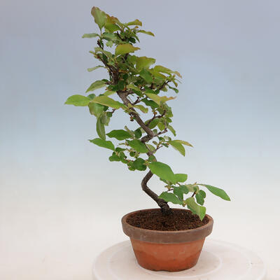Outdoor bonsai - Pseudocydonia sinensis - chińska pigwa - 3