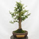 Outdoor bonsai-Ulmus Glabra-twardy wiąz - 3/5