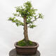 Outdoor bonsai-Ulmus Glabra-twardy wiąz - 3/5