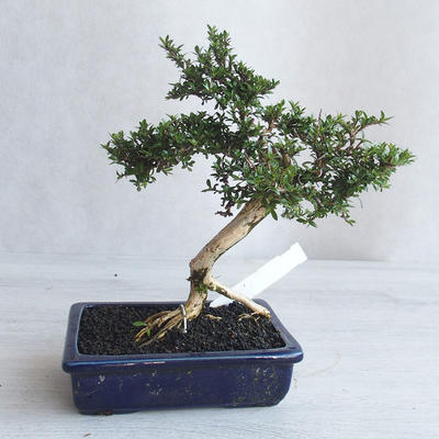 Kryte bonsai - Serissa japonica - drobnolistna - 3