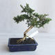Kryte bonsai - Serissa japonica - drobnolistna - 3/6