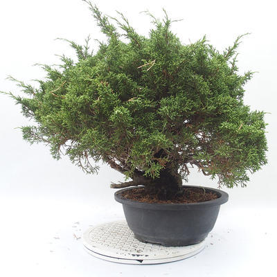 Outdoor bonsai - Juniperus chinensis Itoigawa - chiński jałowiec - 3