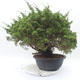 Outdoor bonsai - Juniperus chinensis Itoigawa - chiński jałowiec - 3/5