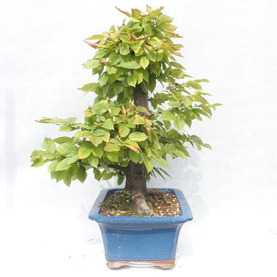 Outdoor bonsai -Carpinus betulus - Grab - 3