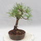 Outdoor bonsai - Pinus sylvestris - Sosna zwyczajna - 3/5