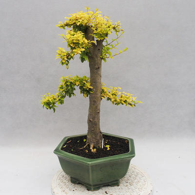 Indoor bonsai -Ligustrum Aurea - dziób ptaka - 3