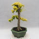 Indoor bonsai -Ligustrum Aurea - dziób ptaka - 3/6