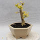 Indoor bonsai -Ligustrum Aurea - dziób ptaka - 3/5