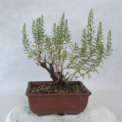 Outdoor bonsai - góra Satureja - Satureja montana - 3