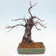 Outdoor bonsai - Pseudocydonia sinensis - Pigwa chińska - 3/7