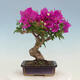 Outdoor bonsai - Pseudocydonia sinensis - Pigwa chińska - 3/7
